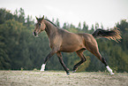 trotting arabian horse