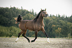 trotting arabian horse