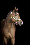 arabian horse portrait