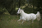 galloping arabian horse