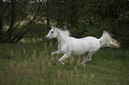 galloping arabian horse