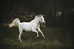 galloping arabian horse