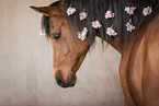 arabian horse portrait
