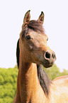 arabian horse portrait