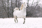 trotting arabian horse