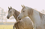 arabian horses portrait