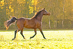 trotting arabian horse