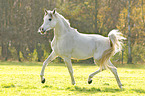trotting arabian horse