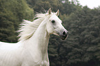 arabian horse portrait