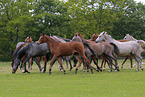 trotting arabian horses