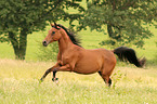 galloping arabian horse