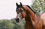 arabian horse portrait