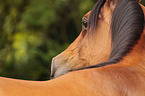 arabian horse portrait