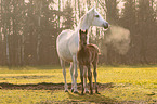 arabian horse mother with foal