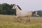 galloping arabian horse