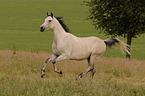 galloping arabian horse