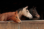 arabian horses portrait
