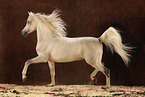 trotting arabian horse