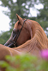 arabian horse portrait