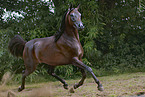 galloping arabian horse