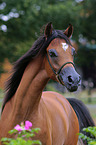 arabian horse portrait