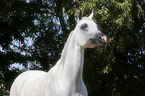 arabian horse portrait