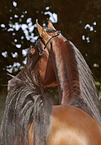 arabian horse portrait