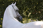 arabian horse portrait