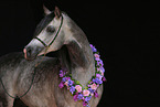 arabian horse portrait