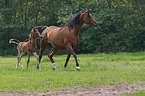 trotting arabian horses