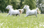 galloping arabian horses