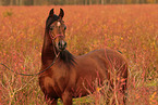 arabian horse portrait