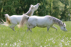 trotting arabian horses