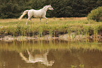 trotting arabian horse