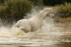 arabian horse in the water