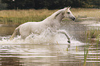 arabian horse in the water