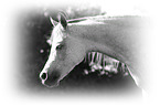 arabian horse portrait