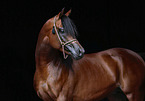 arabian horse portrait