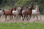 trotting arabian horses