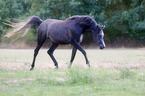 trotting arabian horse