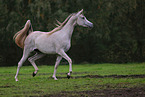 trotting arabian horse