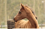 arabian horse portrait