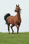 trotting arabian horse