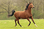 trotting arabian horse