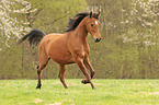 trotting arabian horse