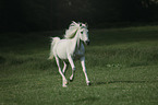 Arabian horse runs over the meadow