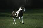 Arabian horse runs over the meadow