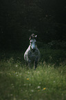 Arabian horse runs over the meadow