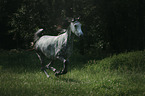 Arabian horse runs over the meadow