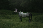 Arabian horse stands on the meadow